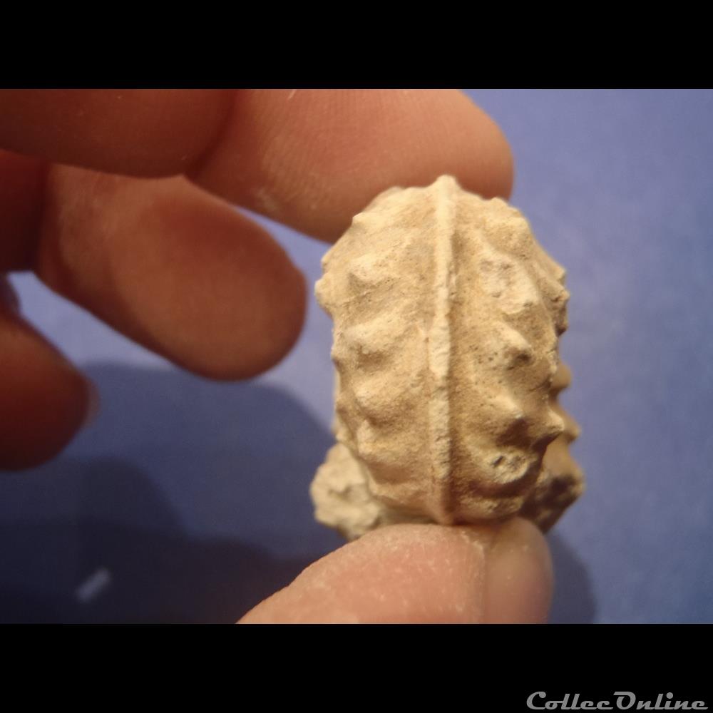 coquillage fossile invertebre schloenbachia varians