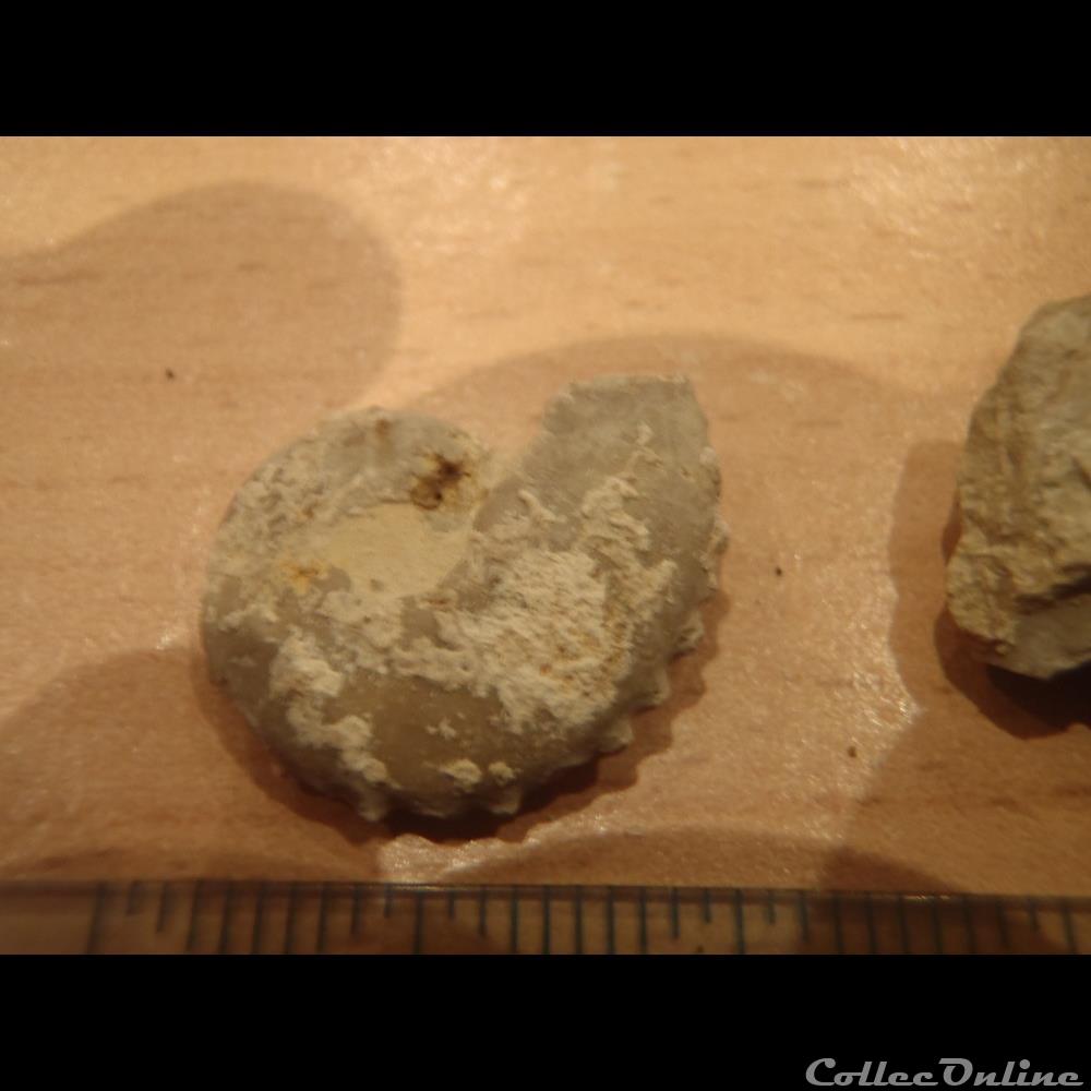 coquillage fossile invertebre creniceras rengeri
