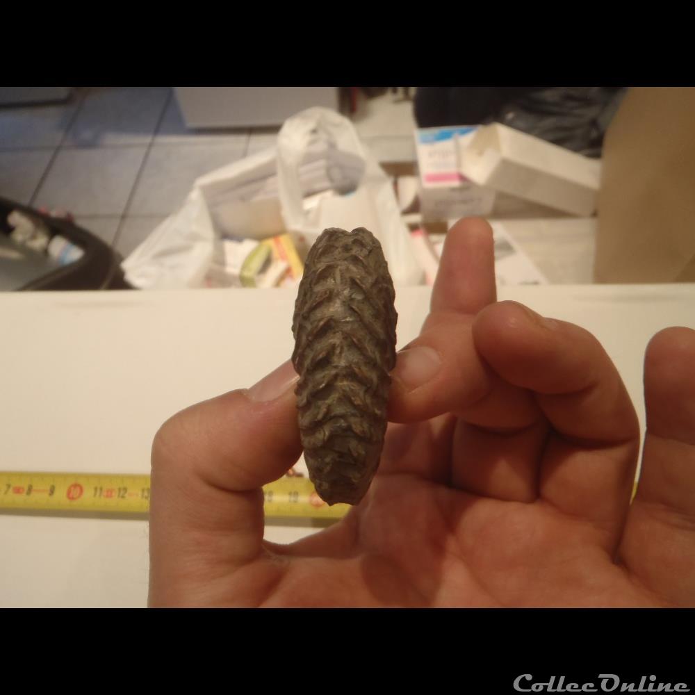 Hoplites dentatus coquillage fossile invertebre hoplites dentatus