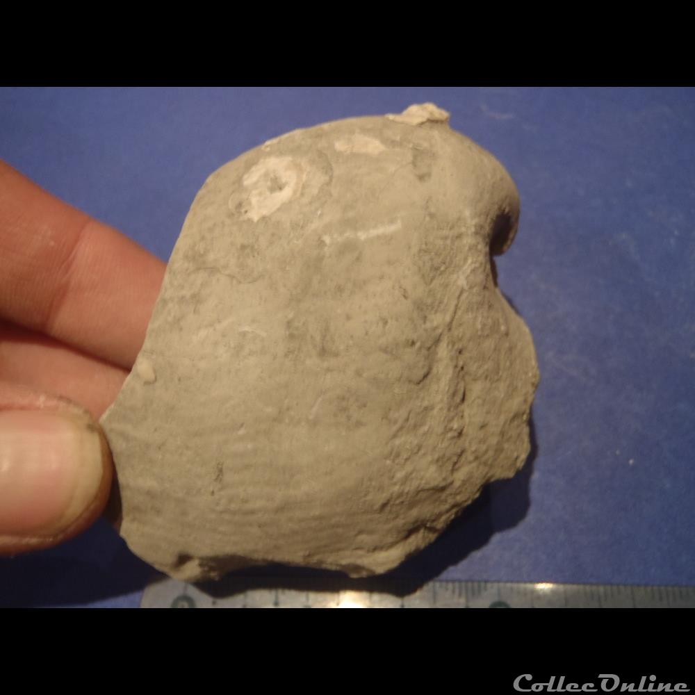 coquillage fossile invertebre indetermine