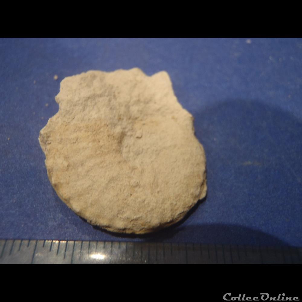 Schloenbachia varians coquillage fossile invertebre schloenbachia varians
