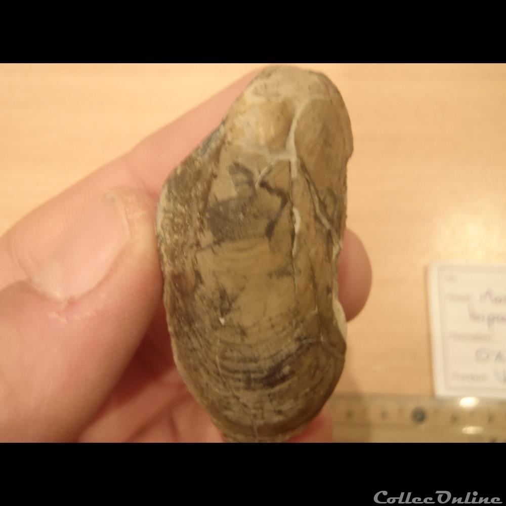 Modiolus bipartitus 3 coquillage fossile invertebre modiolus bipartitus