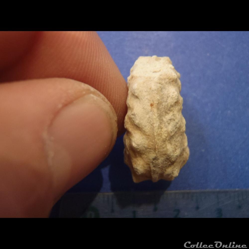 Schloenbachia varians 3 coquillage fossile schloenbachia varians