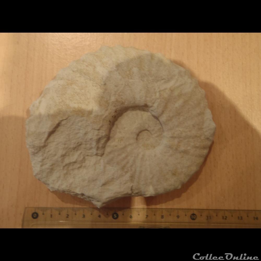 Schloenbachia varians coquillage fossile invertebre schloenbachia varians