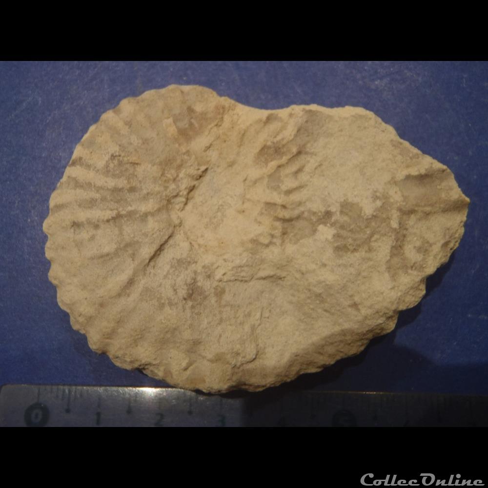 Mantelliceras mantelli 3 coquillage fossile invertebre mantelliceras mantelli