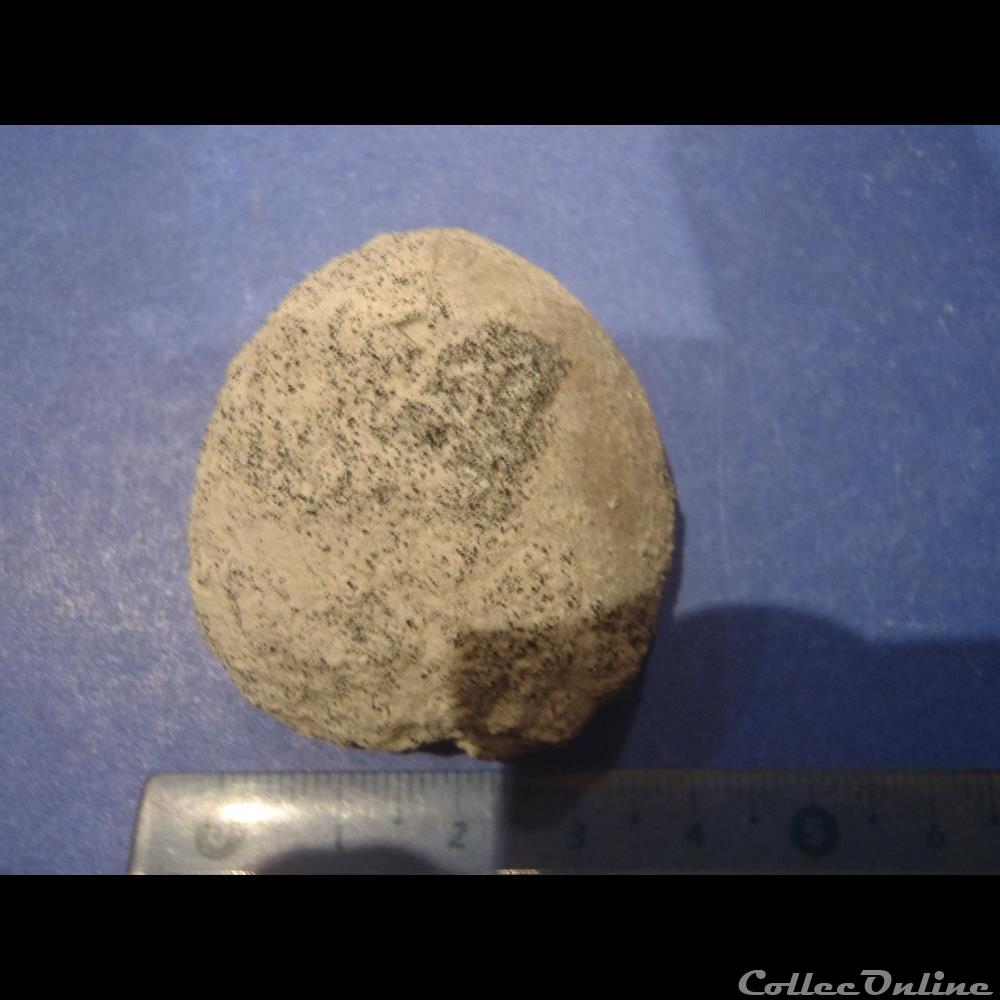 Oursin indéterminé coquillage fossile invertebre oursin indetermine