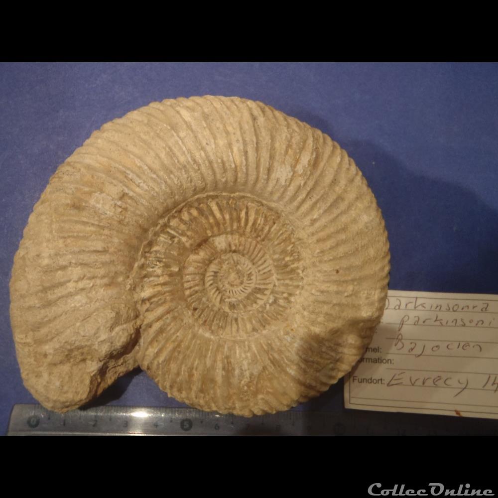 coquillage fossile parkinsonia parkinsoni