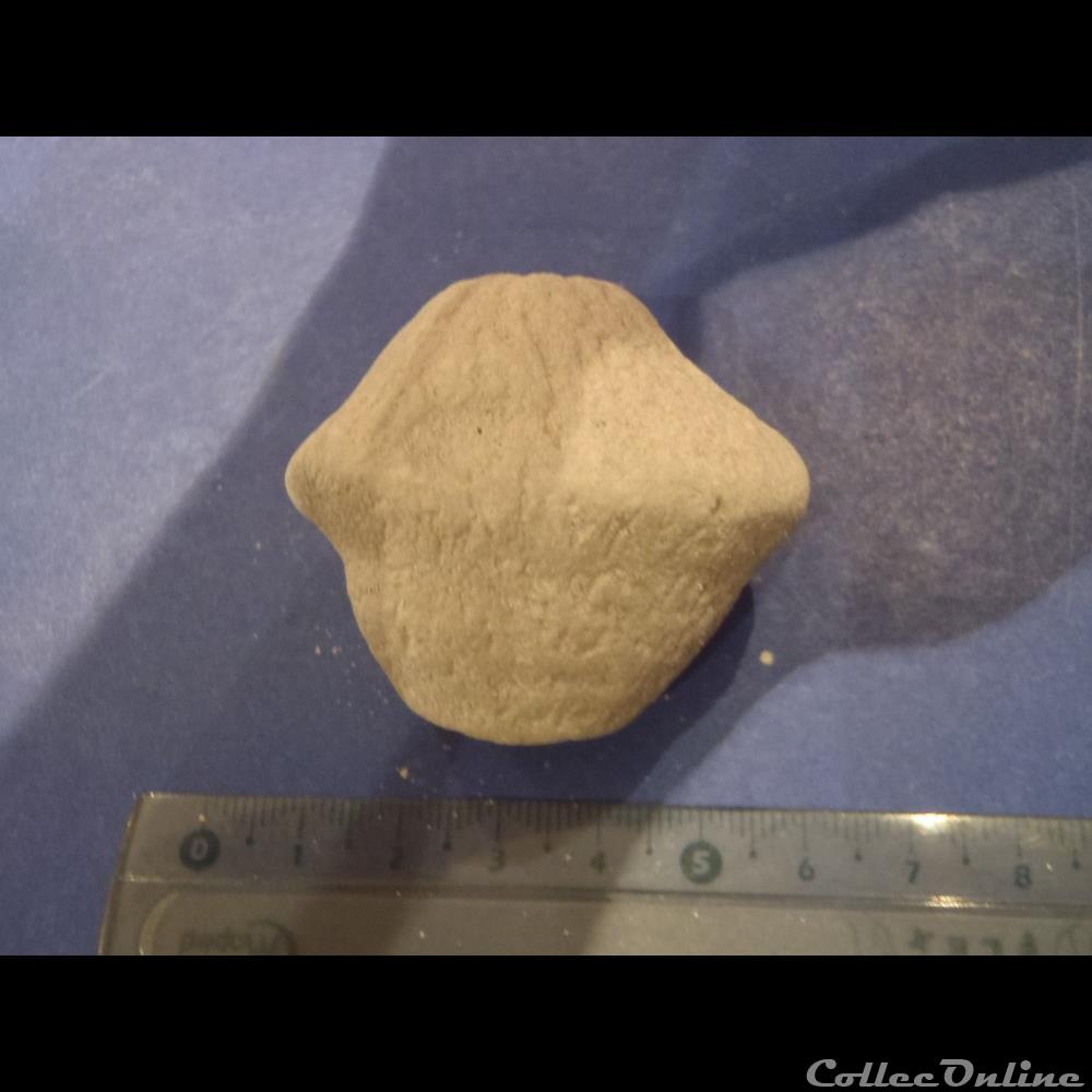 Éponge indéterminée coquillage fossile invertebre eponge indeterminee
