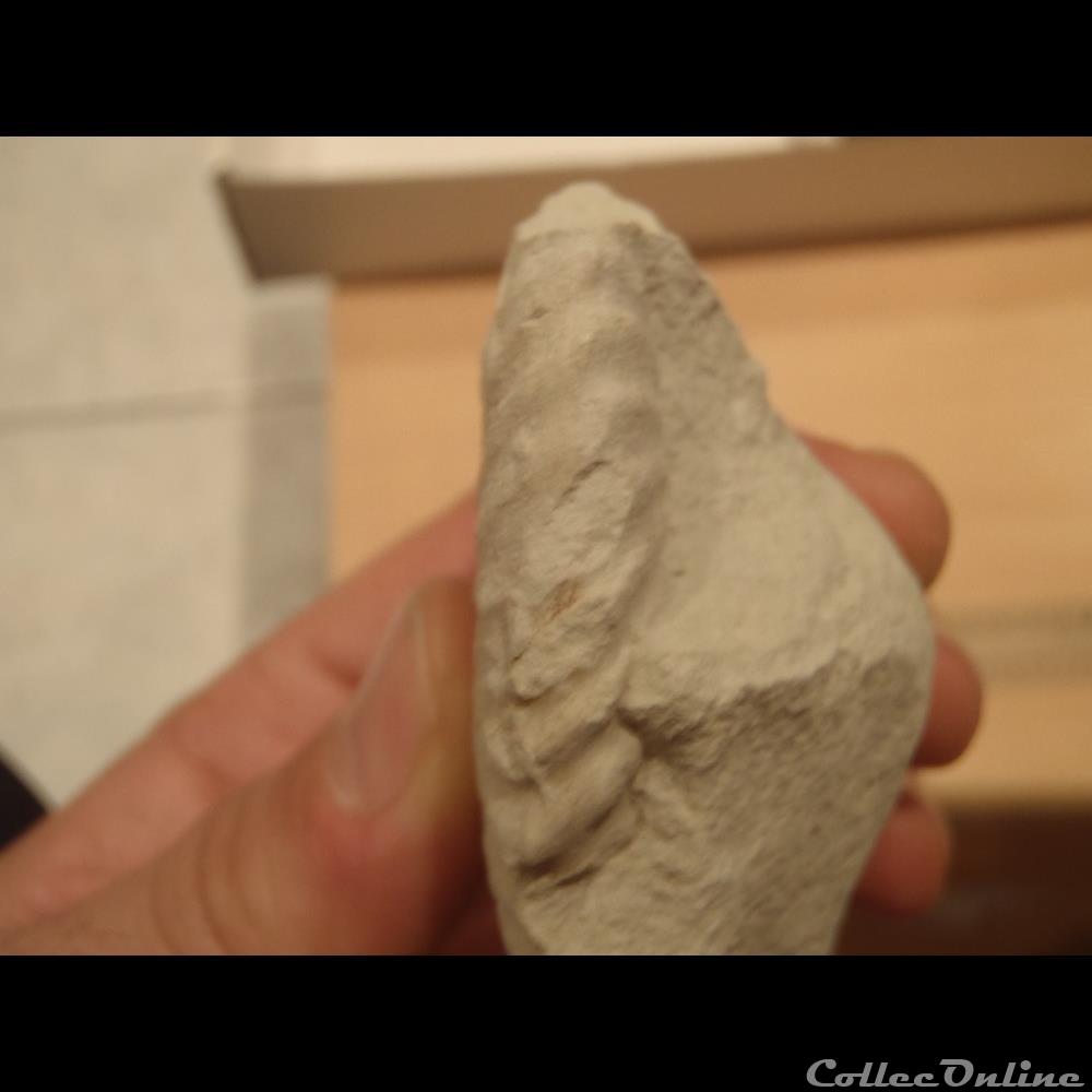 coquillage fossile invertebre mantelliceras