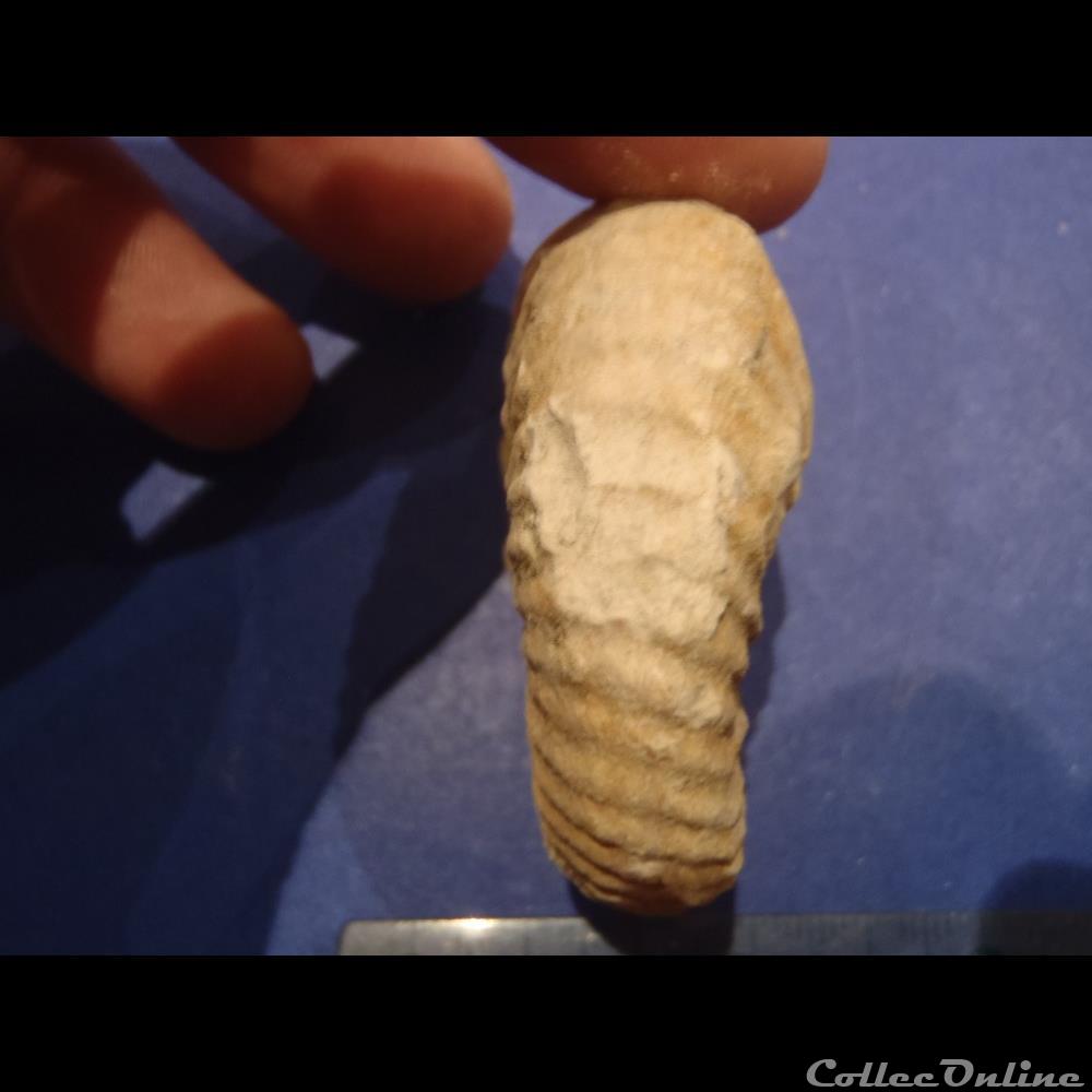 Mantelliceras mantelli 2 coquillage fossile invertebre mantelliceras mantelli