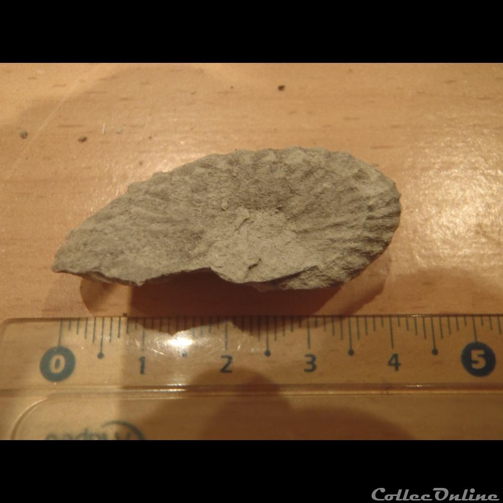Mantelliceras mantelli coquillage fossile mantelliceras mantelli