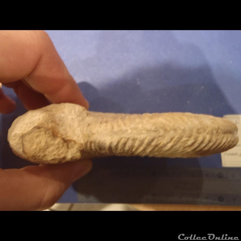 coquillage fossile parkinsonia parkinsoni