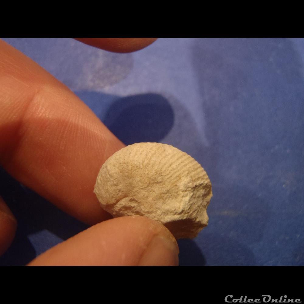 Scaphites aequalis coquillage fossile invertebre scaphites aequalis
