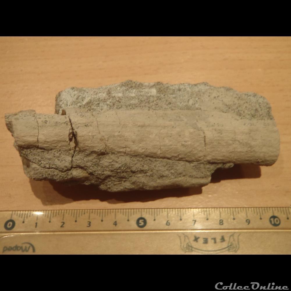 Fragments d'os indéterminé coquillage fossile invertebre fragments os indetermine