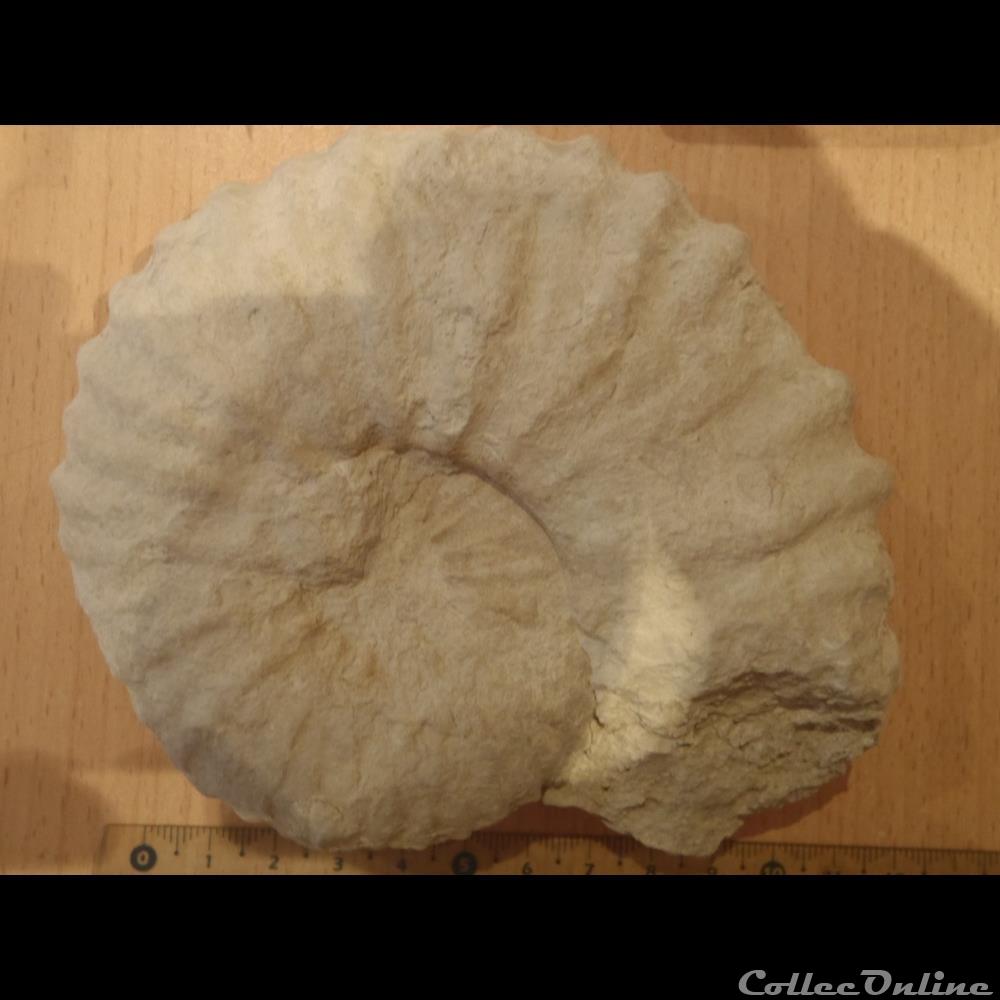 Mantelliceras mantelli 3 coquillage fossile invertebre mantelliceras mantelli