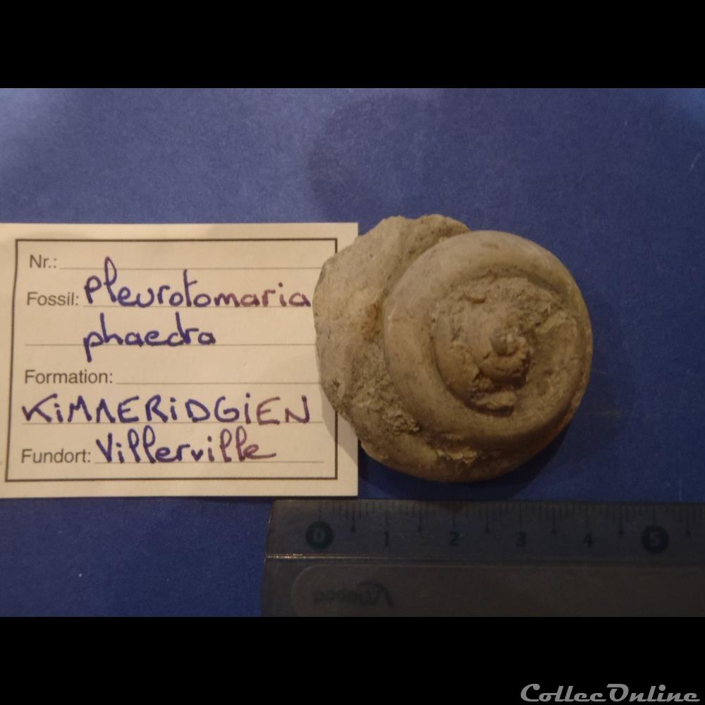 coquillage fossile invertebre pleurotomaria phaedra