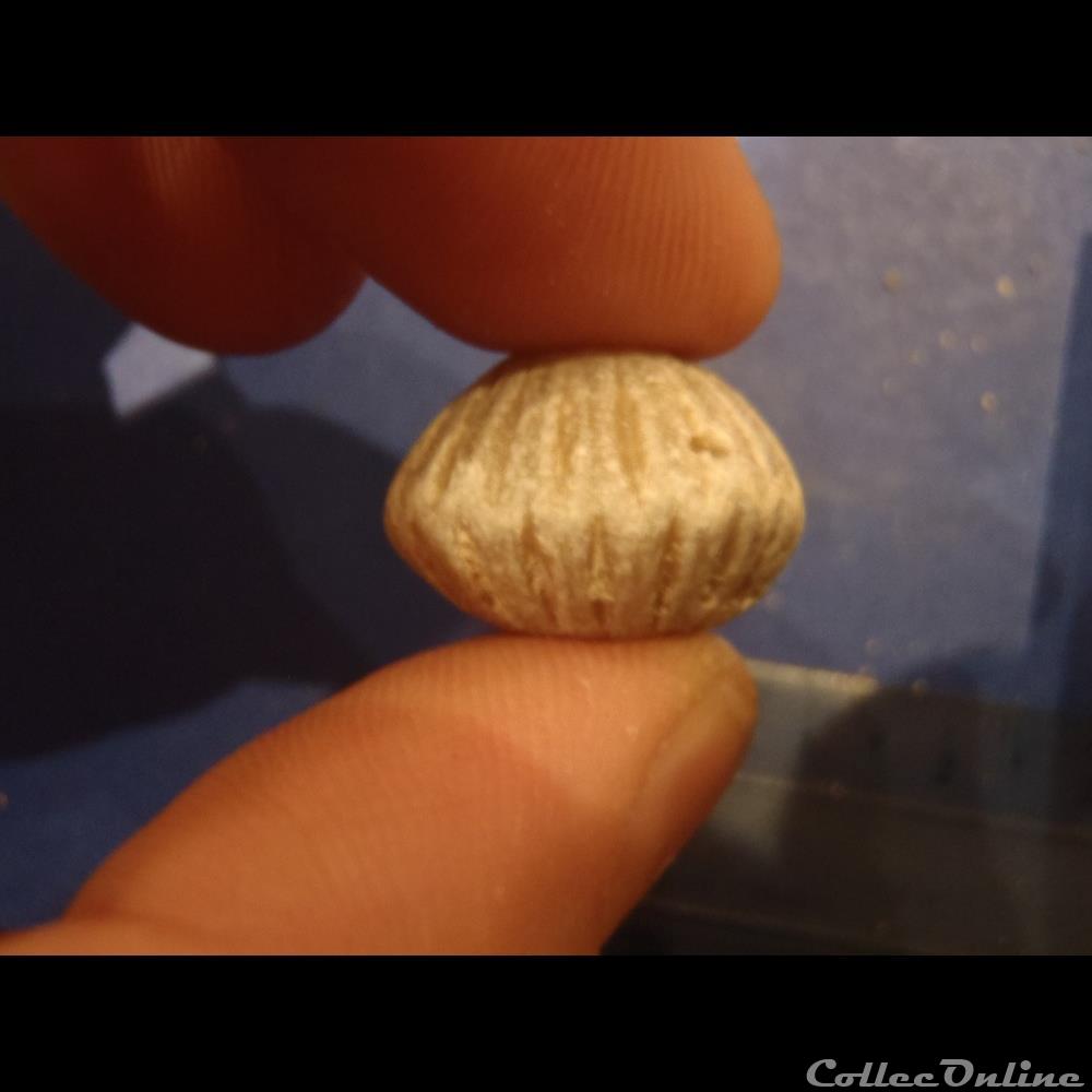 Eudesisa cardium 4 coquillage fossile eudesisa cardium