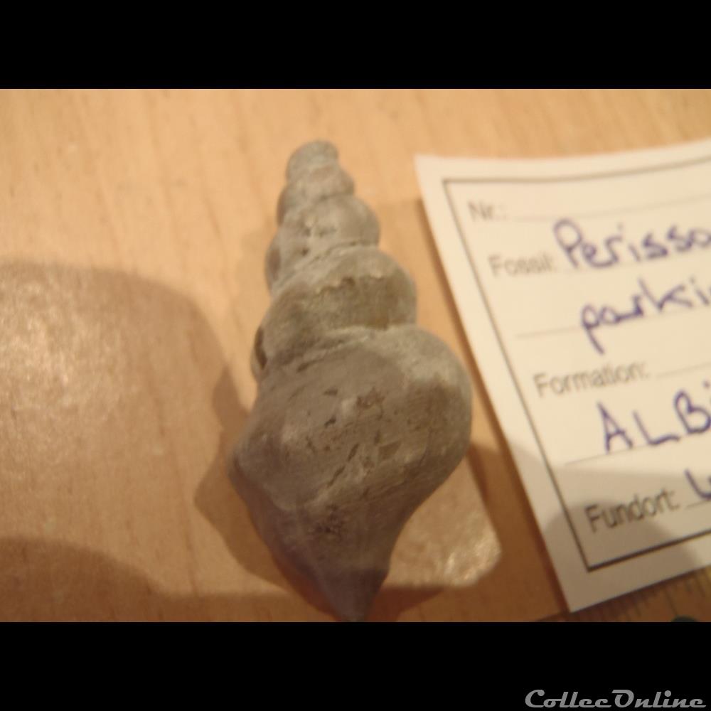 perissoptera parkinsoni 3 coquillage fossile invertebre perissoptera parkinsoni