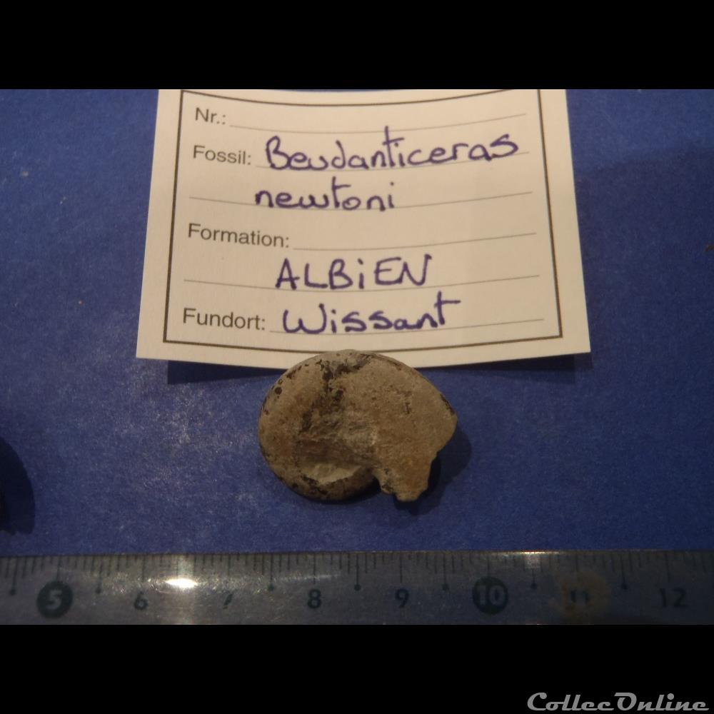 coquillage fossile beudanticeras newtoni