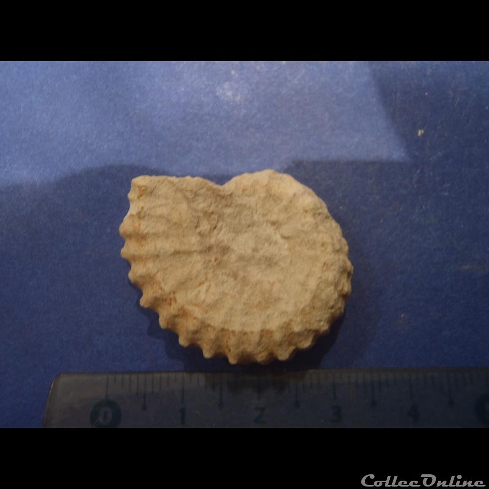 Mantelliceras mantelli coquillage fossile invertebre mantelliceras mantelli