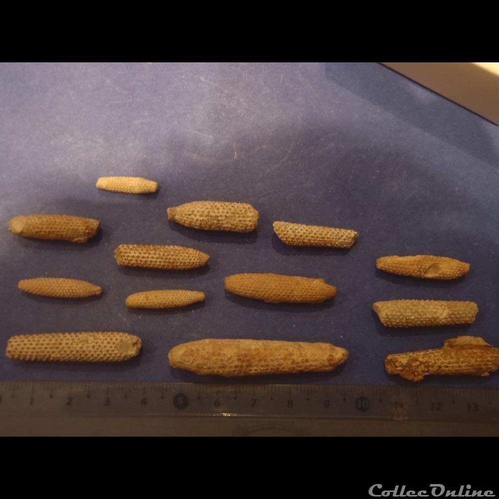 coquillage fossile invertebre cidaris florigemma
