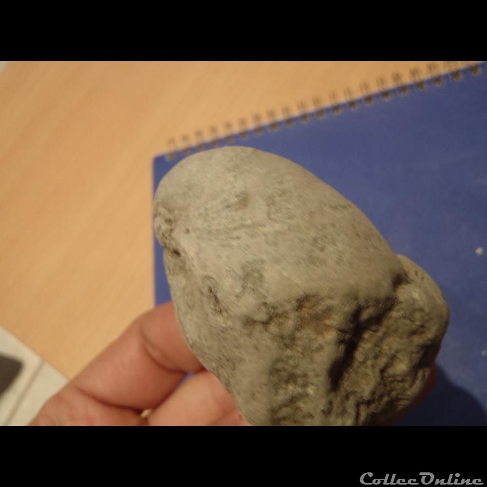 Indéterminé 3 coquillage fossile invertebre indetermine