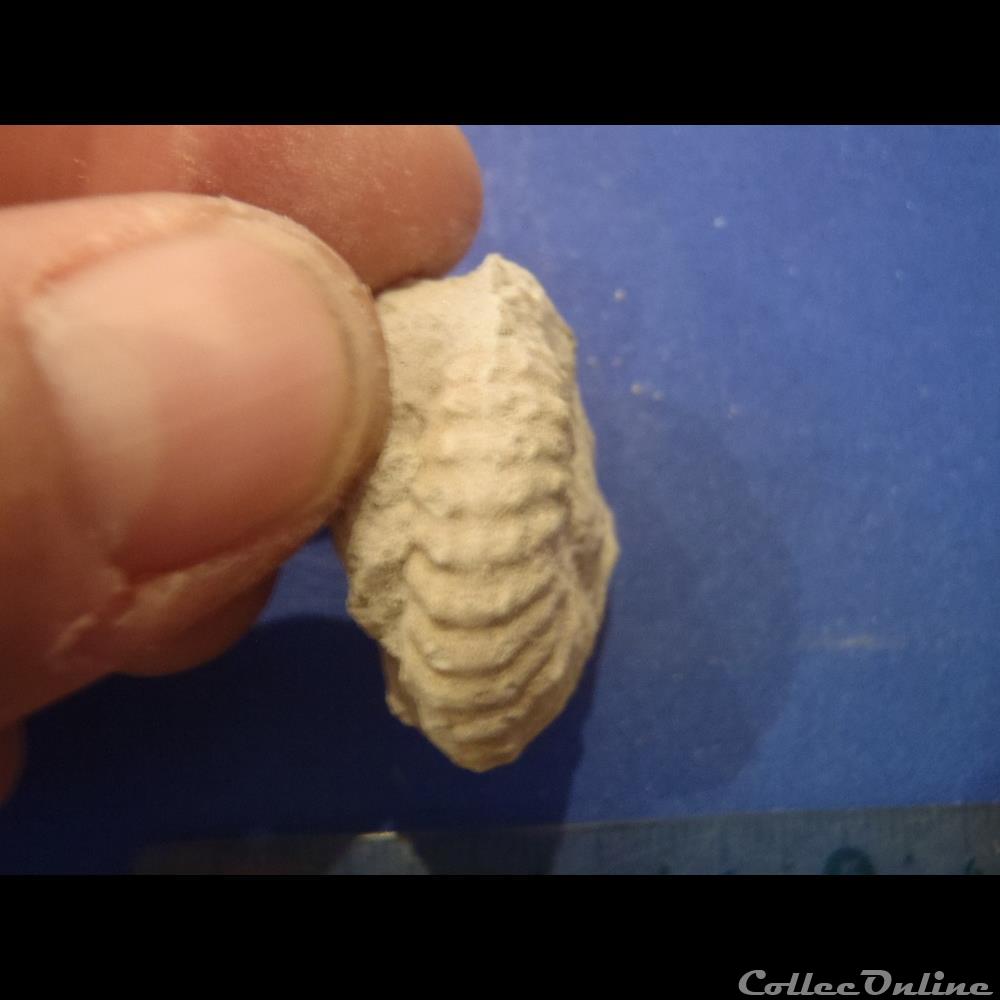 Mantelliceras mantelli coquillage fossile invertebre mantelliceras mantelli