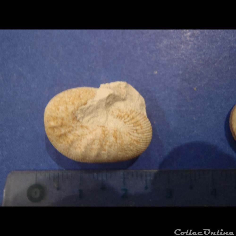 Scaphites aequalis 2 coquillage fossile invertebre scaphites aequalis