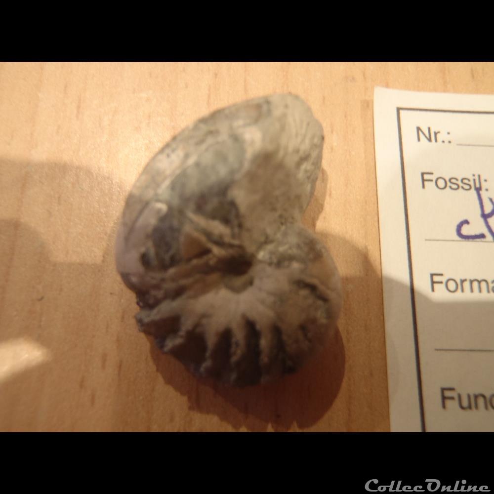 Eutrephoceras clementinum 3 coquillage fossile invertebre eutrephoceras clementinum 3