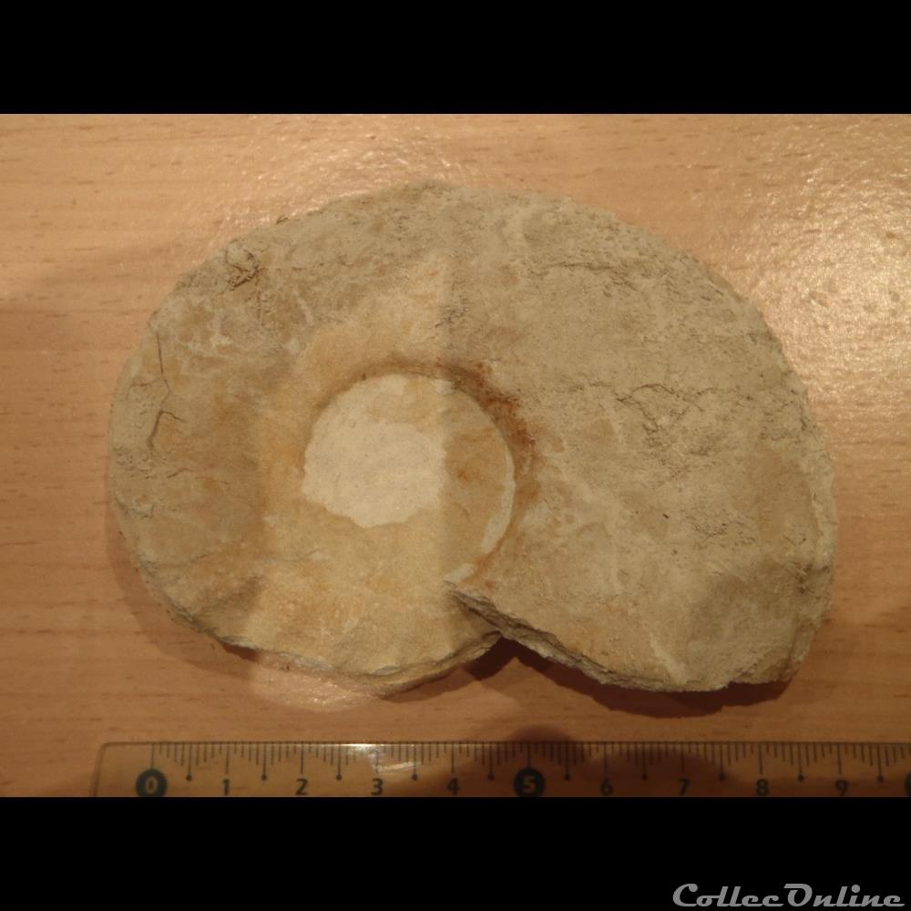 Schloenbachia varians coquillage fossile schloenbachia varians