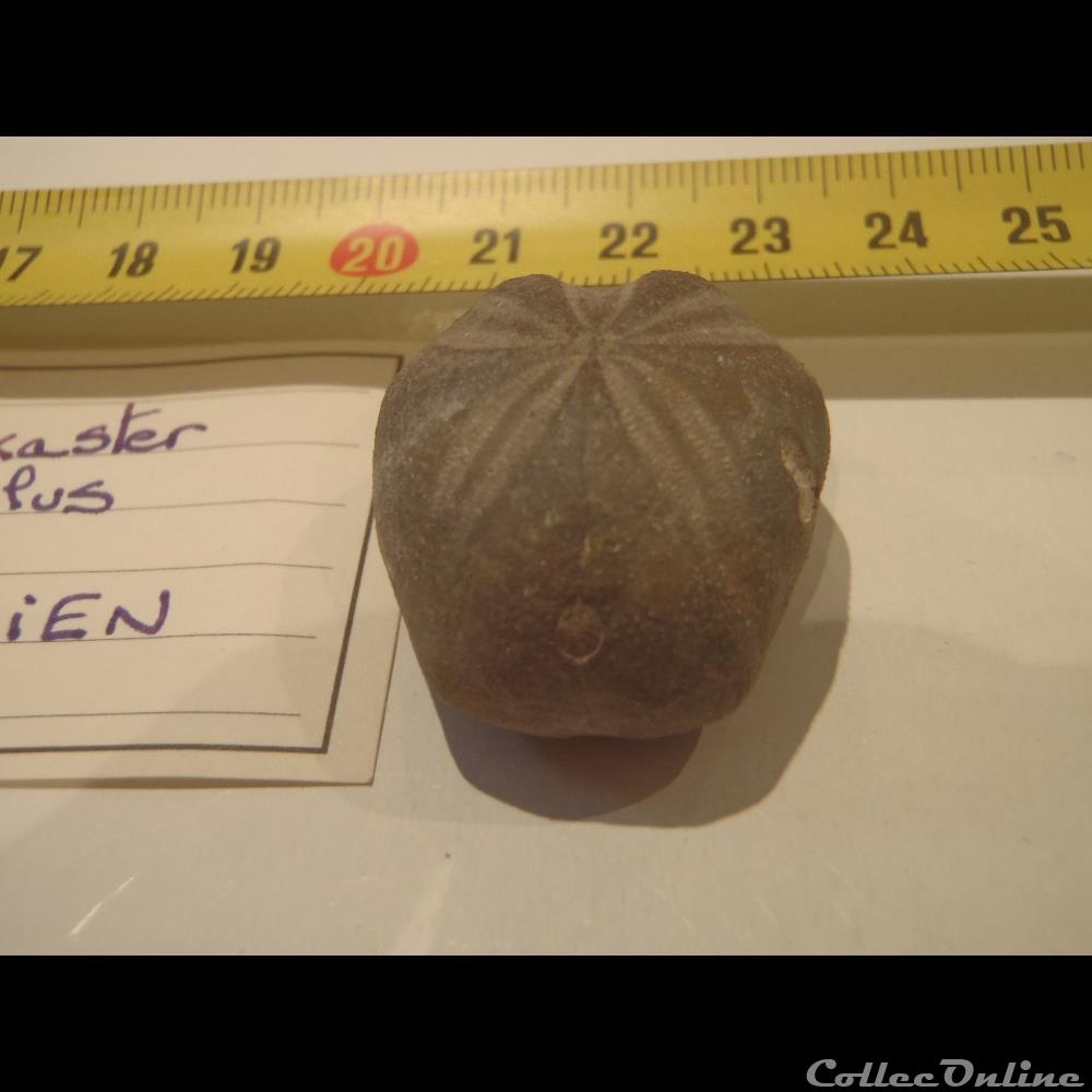 Toxaster amplus 3 coquillage fossile invertebre toxaster amplus