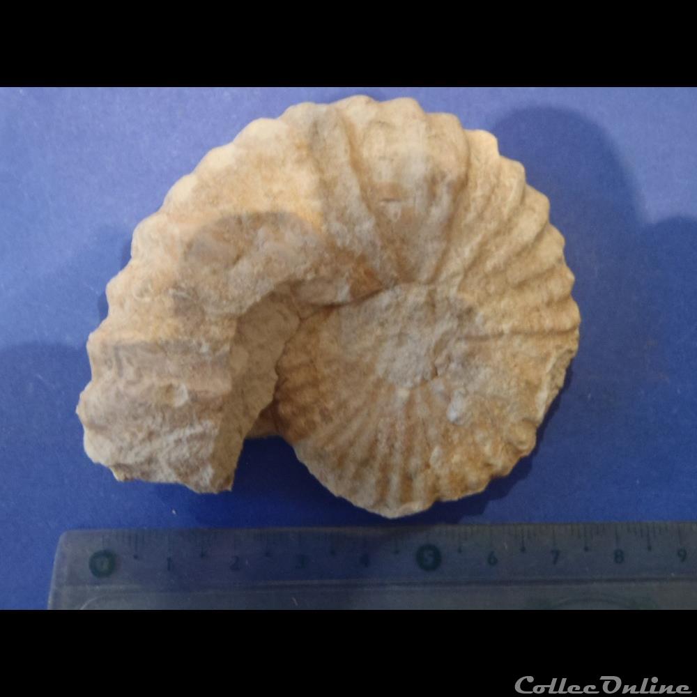 Mantelliceras mantelli coquillage fossile invertebre mantelliceras mantelli