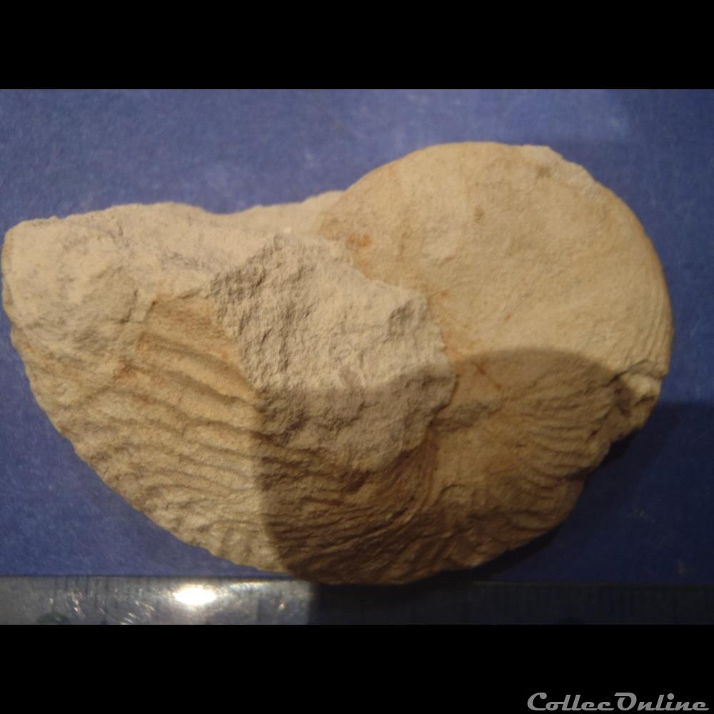 coquillage fossile invertebre cymatoceras