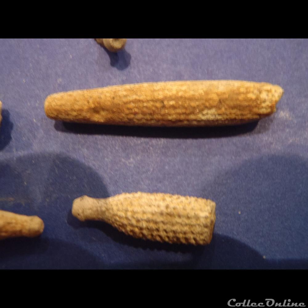 coquillage fossile invertebre cidaris florigemma