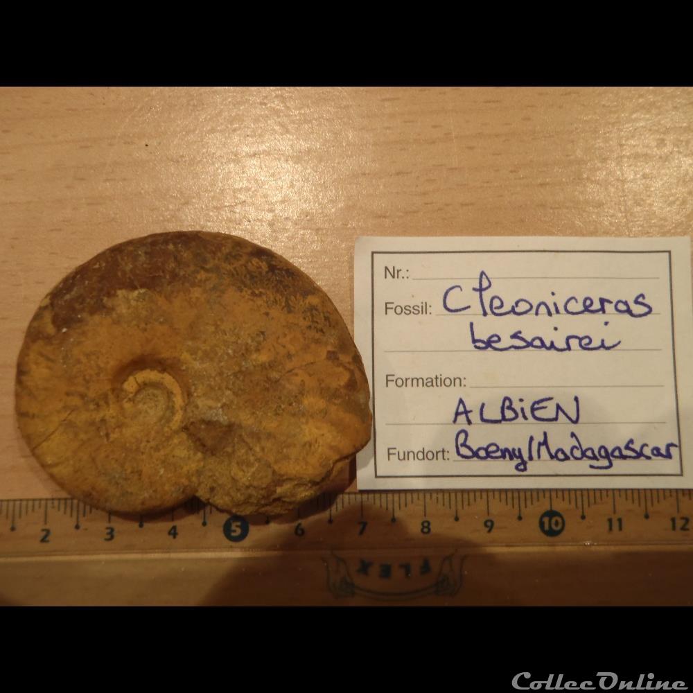 Cleoniceras besarei 6 coquillage fossile invertebre cleoniceras besarei 6