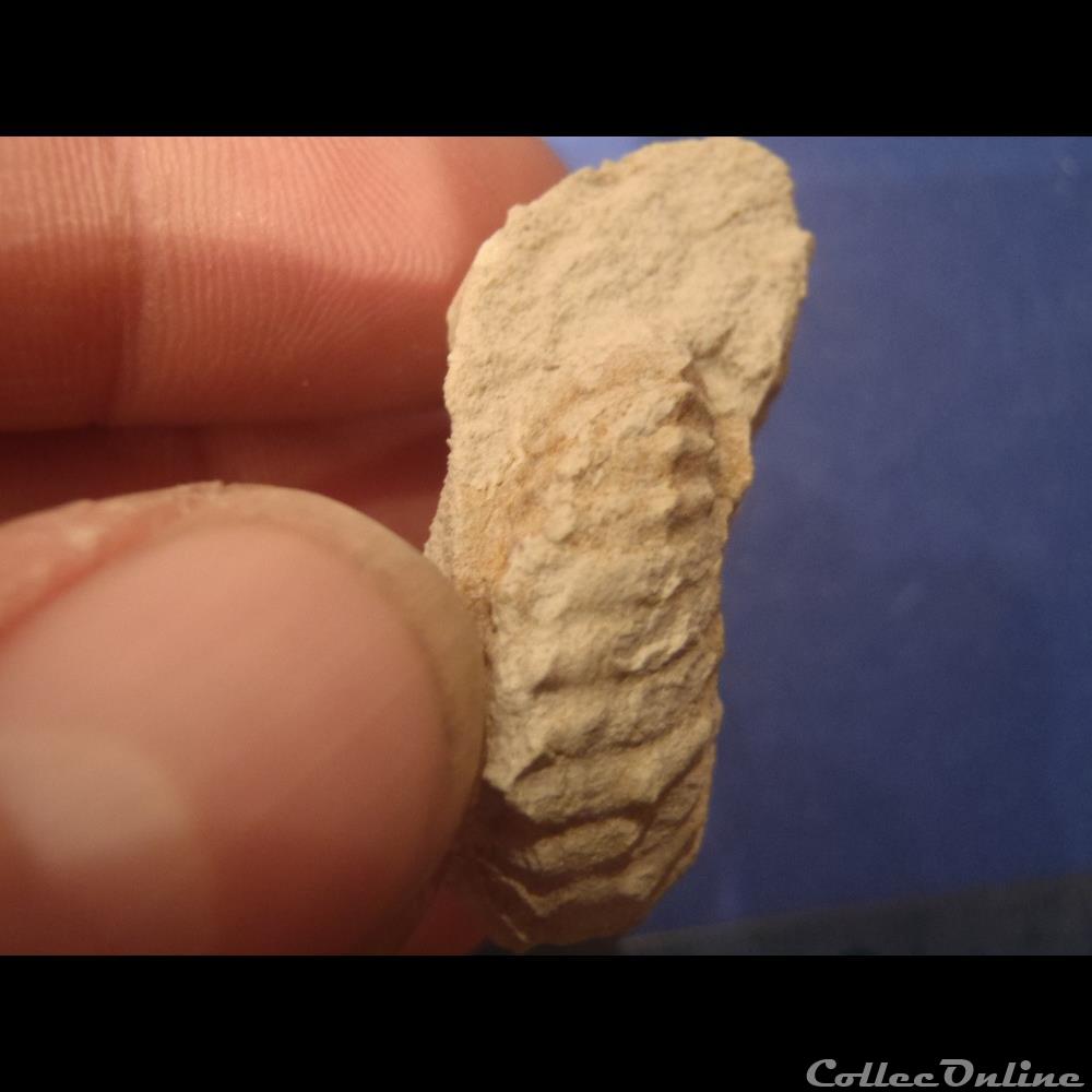 Mantelliceras mantelli 3 coquillage fossile invertebre mantelliceras mantelli