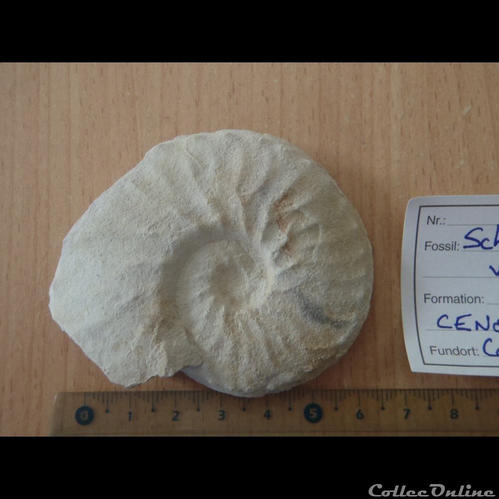 Schloenbachia varians 3 coquillage fossile invertebre schloenbachia varians