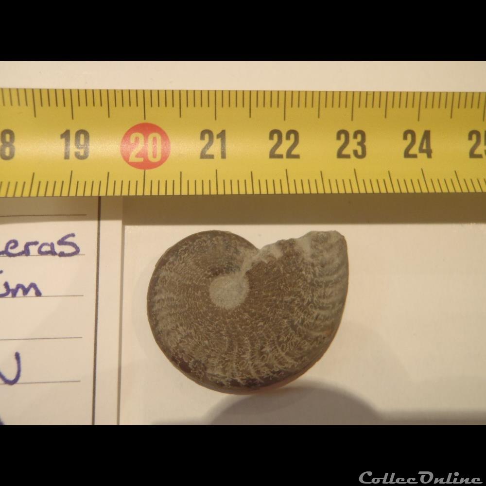 Osperleioceras bicarinatum coquillage fossile invertebre osperleioceras bicarinatum