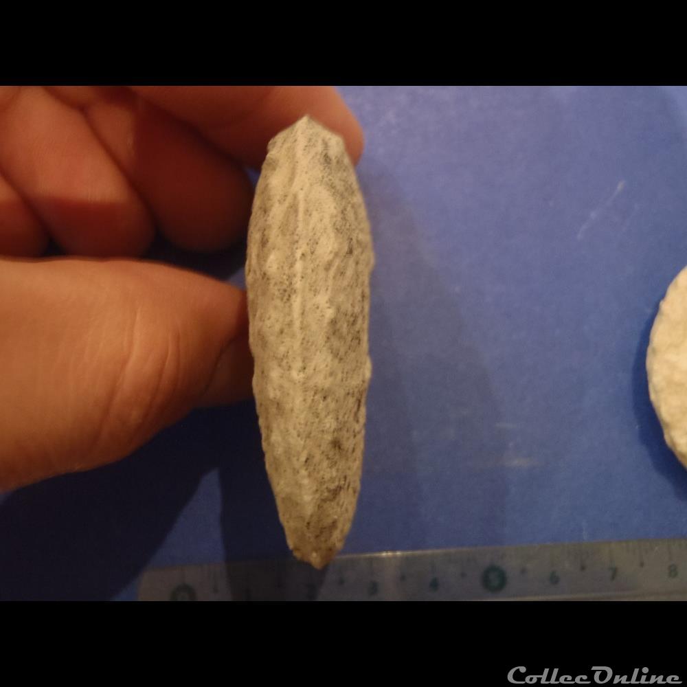 Schloenbachia varians 2 coquillage fossile invertebre schloenbachia varians