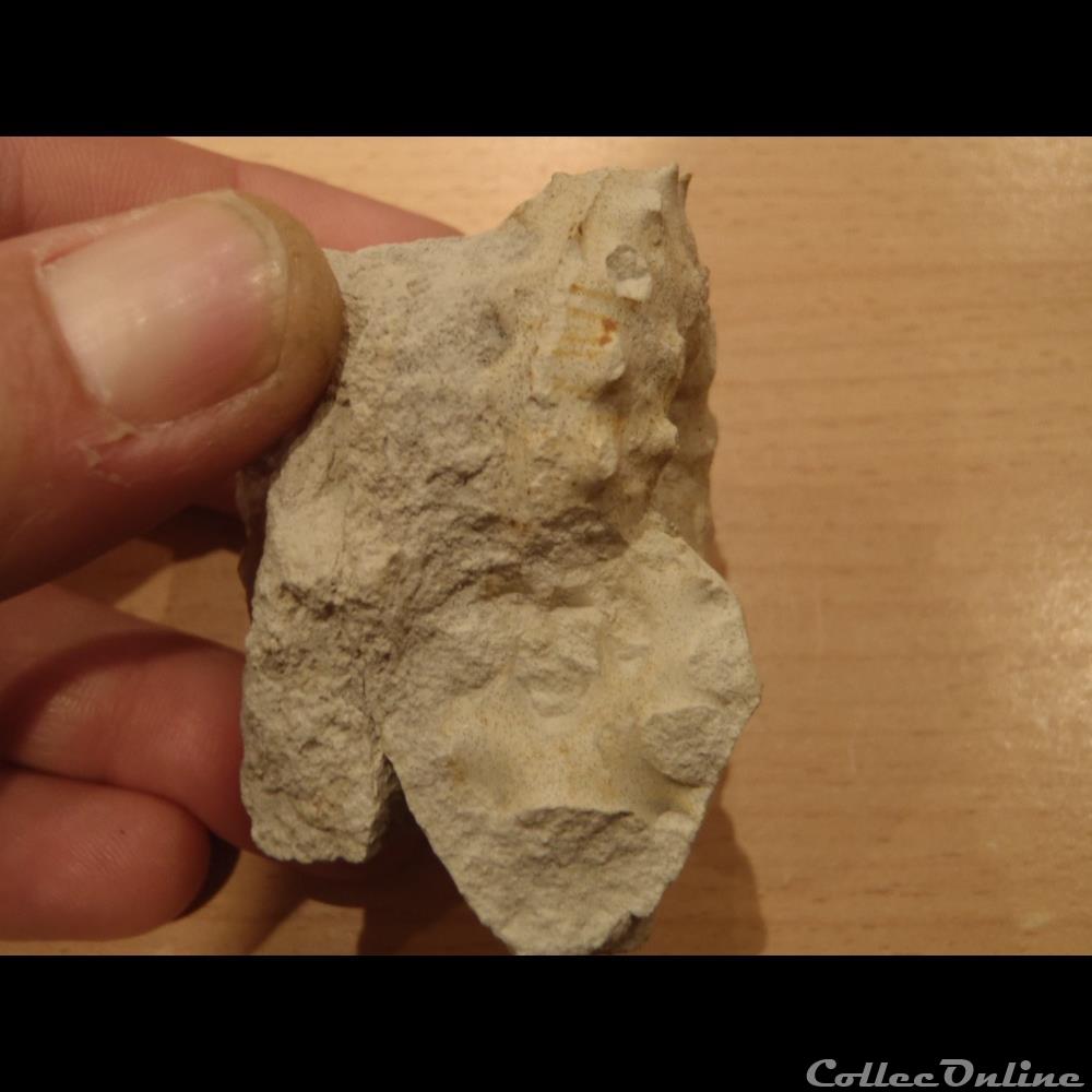 Schloenbachia varians coquillage fossile invertebre schloenbachia varians