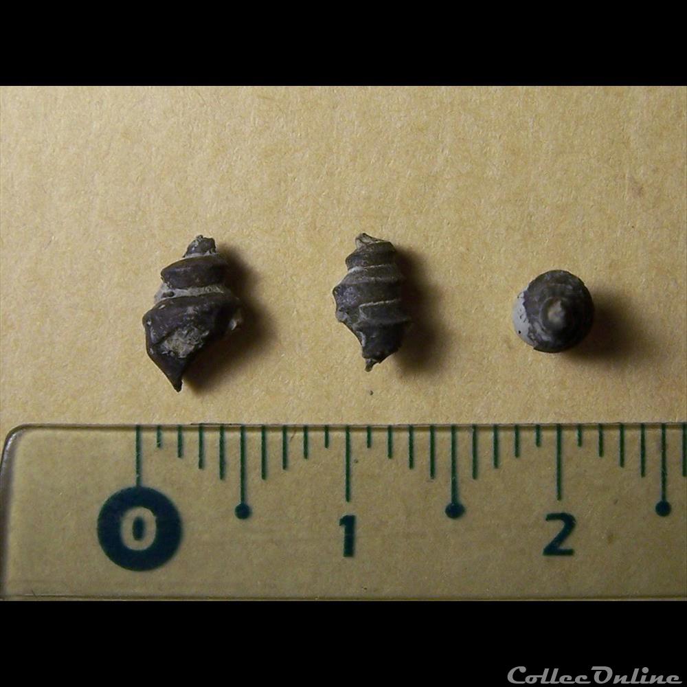 coquillage fossile invertebre gasteropodes indetermines