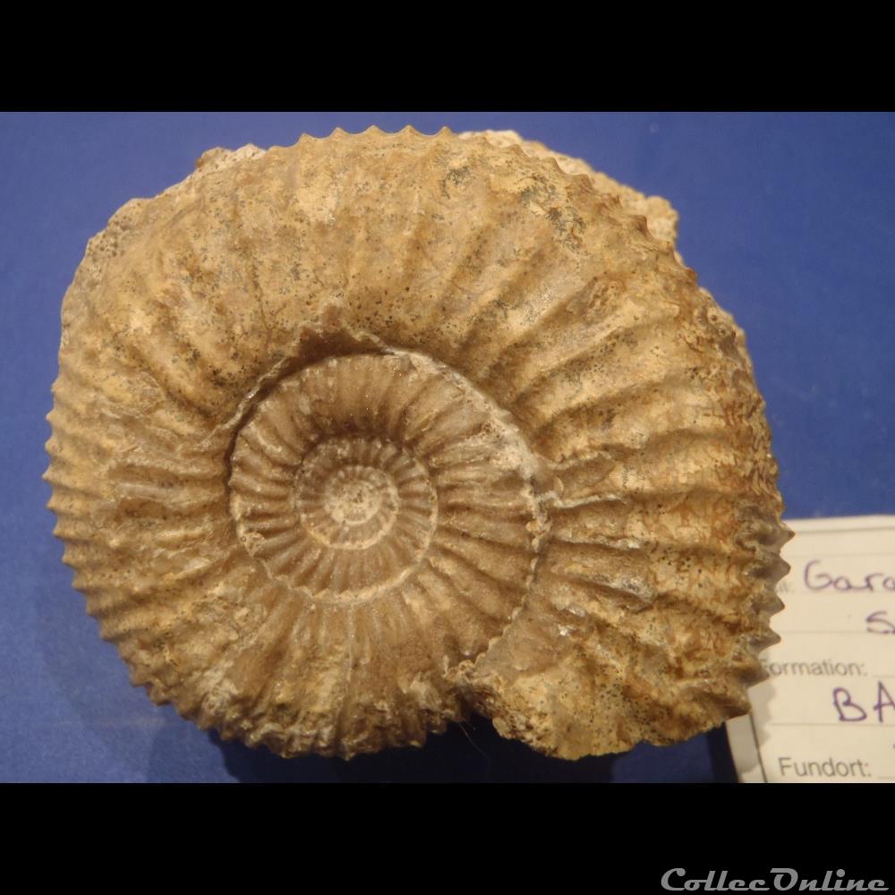 Garantiana sp. 2 coquillage fossile invertebre garantiana sp