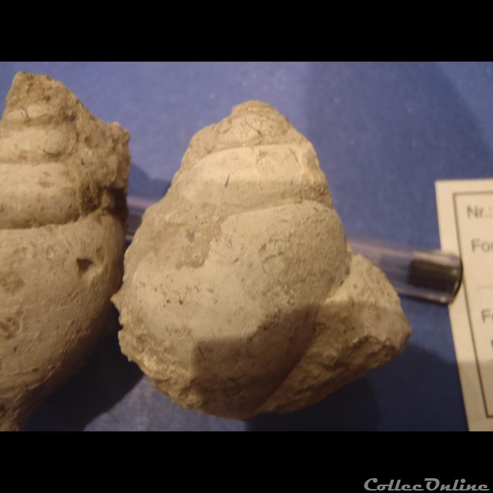 Harpagodes oceani 2 coquillage fossile invertebre harpagodes oceani