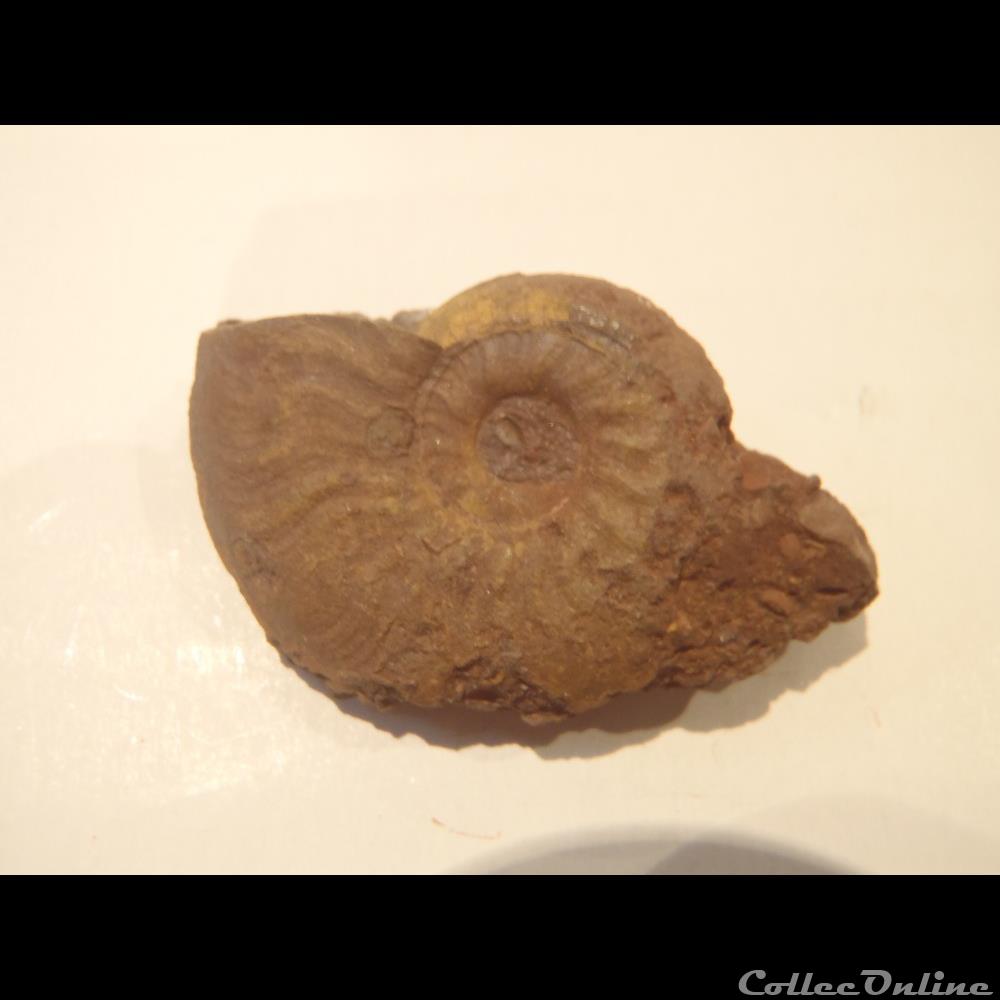 coquillage fossile invertebre pleydellia