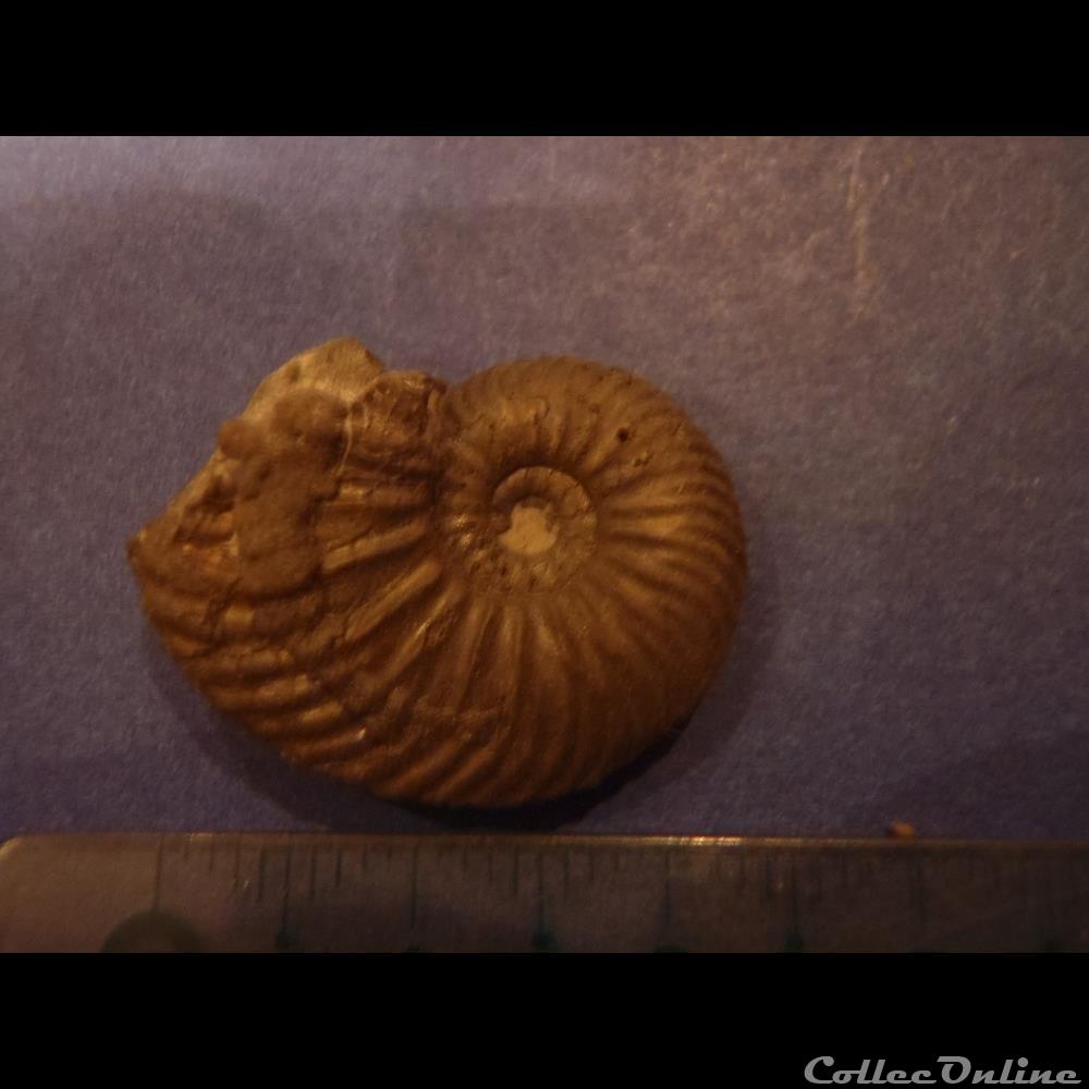 Indéterminé 2 coquillage fossile invertebre indetermine