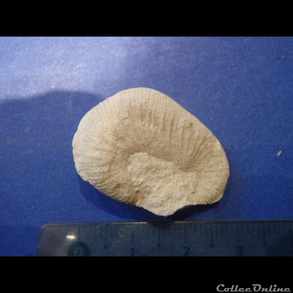 Scaphites obliquus coquillage fossile invertebre scaphites obliquus