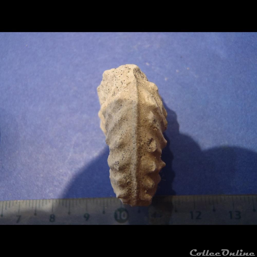 Schloenbachia varians 2 coquillage fossile invertebre schloenbachia varians