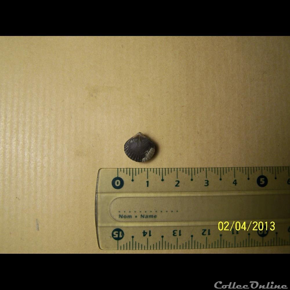 bivalves indéterminés 2 coquillage fossile bivalves indetermines 2