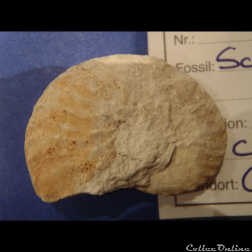 Schloenbachia varians 2 coquillage fossile invertebre schloenbachia varians