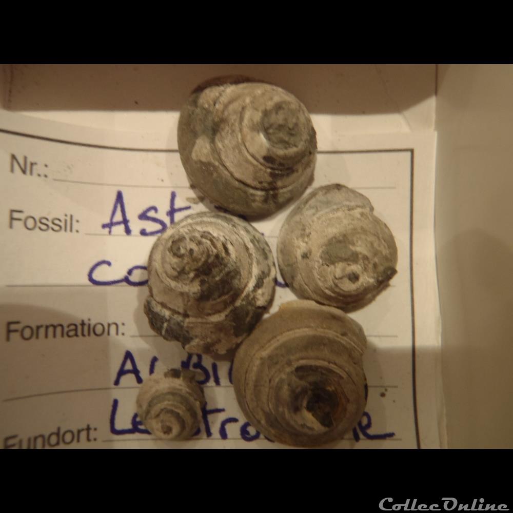 Semisolarium conoideum coquillage fossile semisolarium conoideum